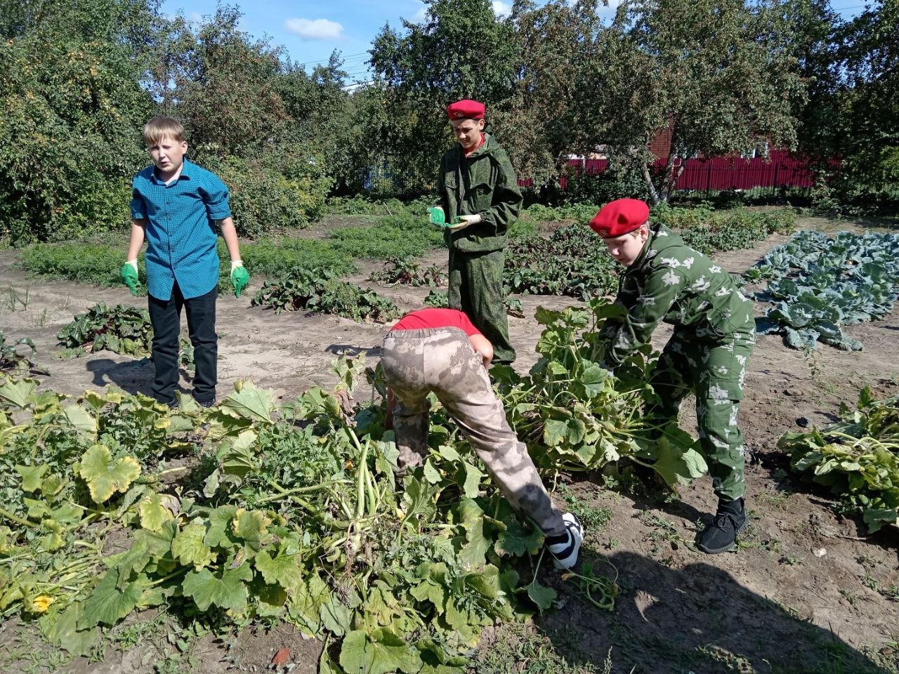 Пора убирать урожай!.